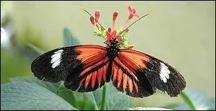 Ce papillon trs color peut vivre 6 mois ou plus.
