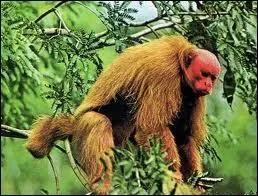 Quel est ce singe qui vit en Amazonie ?