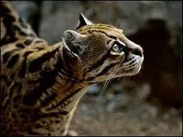 Ce flin chasse la nuit des rongeurs ou des reptiles.