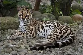 Ce flin est un incroyable grimpeur.