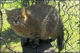 Ce flin t vu dans un nid de manchots l'air rassasi.