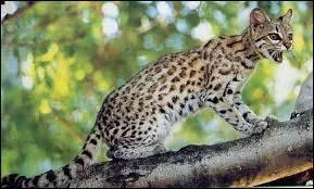 Il ressemble beaucoup  l'ocelot et au margay.