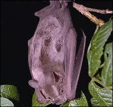 Quelle est cette chauve-souris frugivore ?