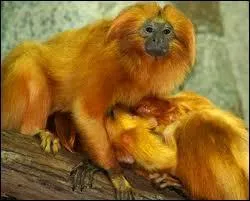 Ils sont devenus rares car leur habitat s'est fortement rtrci.