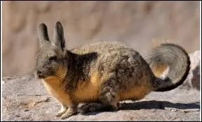 Sa douce fourrure laineuse et ses longues oreilles le font ressembler  un lapin, mais c'est en fait un chinchilla, quel animal est-ce ?