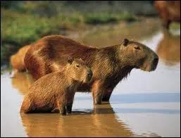 C'est le plus grand rongeur du monde.