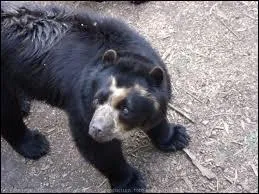 C'est le seul ours qui vit en Amrique du Sud.