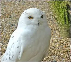 Dans  Harry Potter et la Coupe de feu , Cdric Diggory combat Voldemort.