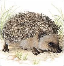 Quel est cet animal ?