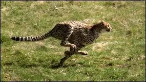 Quel est cet animal ?