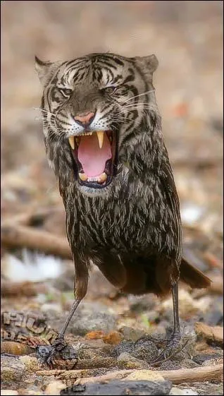 En plus du tigre, on distingue un(e) :