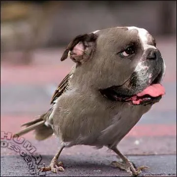 Ici, on reconnat un chien et un :