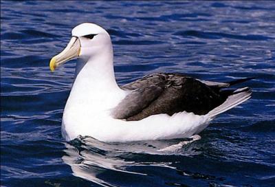 De qui sont les vers   Souvent pour s'amuser, les hommes d'quipages prennent des albatros, vastes oiseaux des mers ...  