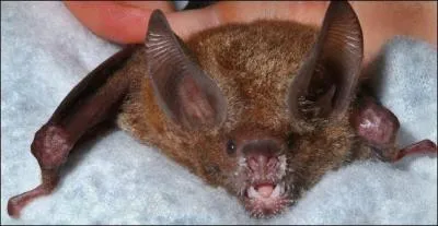 Cette chauve-souris :  Trachops Cirrosus  est une mangeuse de grenouilles.