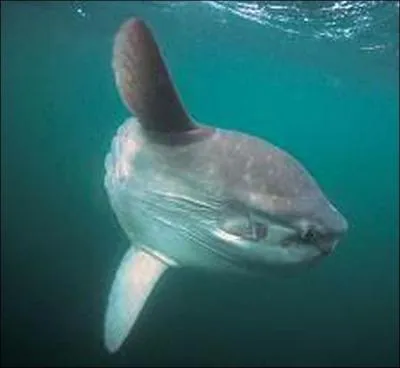 Le poisson lune est d'une grande utilit dans les laboratoires pour l'tude de la gntique.