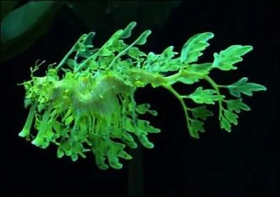 Cette photo est celle d'une plante aquatique, une algue.