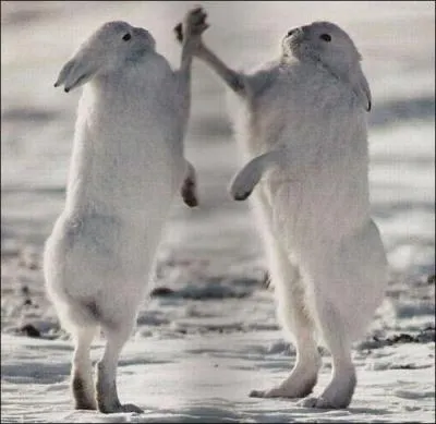 Le livre arctique est blanc l't.