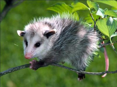 L'opossum est un marsupial qui se suspend par la queue.