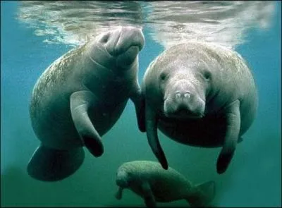 Les molaires et les prmolaires du lamantin sont sans cesse renouveles par de nouvelles dents.