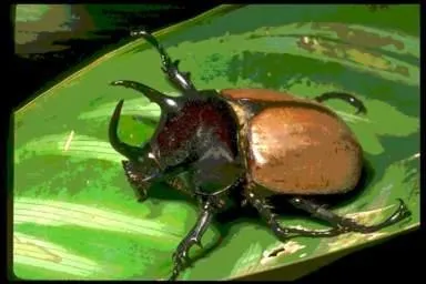 Jean Henri Fabre, entomologiste solitaire fut l'un des vulgarisateurs les plus populaires de son temps , mais aussi un brillant peintre de champignons.