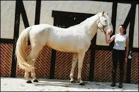 Comment appelle-t-on cette robe ?