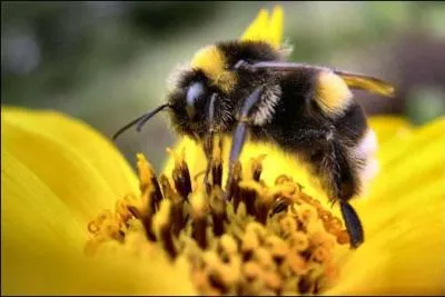 Les  odonates  sont des insectes plus connus sous le nom de...