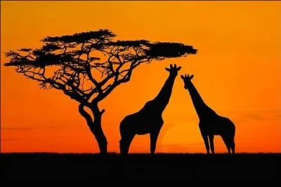 A l'tat sauvage, lequel de ces singes ne vit pas en Afrique ?