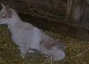 Quiz Bbs animaux de la ferme