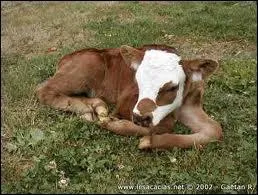 Quel est le bb de la vache ?