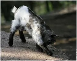 Quel est le bb de la chvre ?