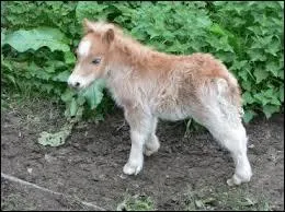 Quel est le bb de la jument ?