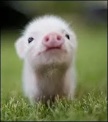 Quel est le bb de la truie ?