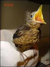 Quel est le bb de l'oiseau ?