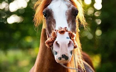 Quiz Galop 1