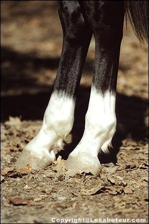 Comment se nomment les traces blanches sur les membres du cheval ?