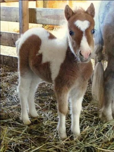 Laquelle de ces races n'est pas une race ?