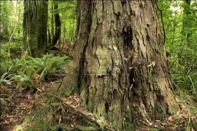 Le mot commence par : Paul ...