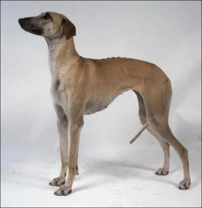 O est apparu le sloughi ?