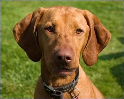 Quelle est la race de ce chien?