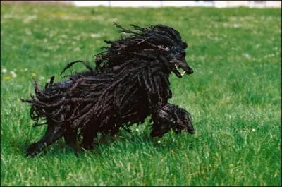 Quel chien ne peut pas tre de couleur noire ?