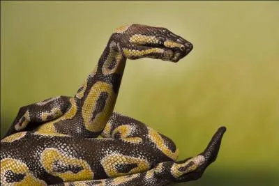 Une expression trs manuelle !