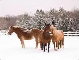 Faut-il mettre des bandes de repos lorsque le cheval est au pr ?