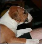 Qui sont mes parents?