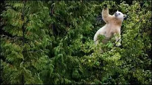 Blanc comme un fantme, il hante les forts du Canada, lequel est-ce ?
