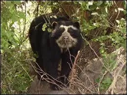 C'est le seul ours vivant en Amrique du Sud, lequel est-ce ?