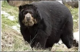 Cet ours mange des termites et des araignes, lequel est-ce ?