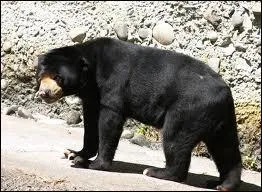 Cet ours a une longue langue pour lcher des larves ou du miel dans les cavits, lequel est-ce ?