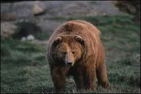 C'est le plus gros des ours ! lequel est-ce ?