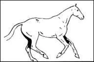 Le galop à gauche est...