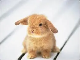 Que mange la lapin ?